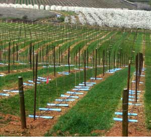 Grapes and Pears in the Rogue Valley