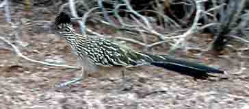 Hard to photograph Roadrunner