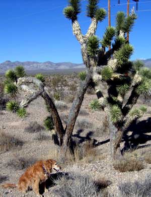 Morgan finds a Joshua Tree