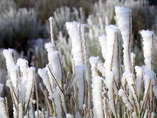 Frost at our campsite just south of Lee Vining on US395