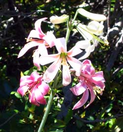 Cascade Lilly