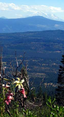 Mt. Shasta in the distance