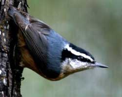 Nuthatch