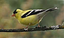 Goldfinch