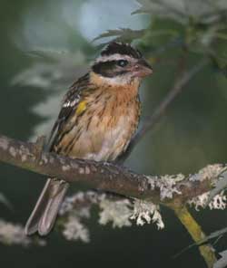 Grosbeak