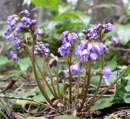 Wild BlueBells