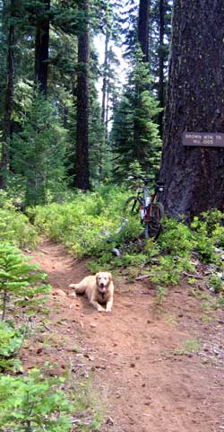 Finding the Brown Mountain Trail