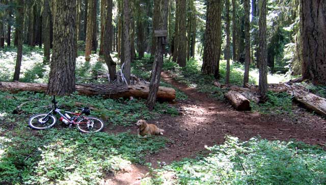 Where the Brown Mountain trail crosses the Pacific Crest Trail