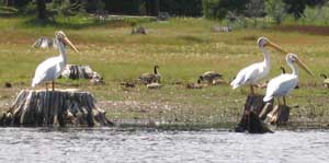 Howard Prairie Lake Pelicans