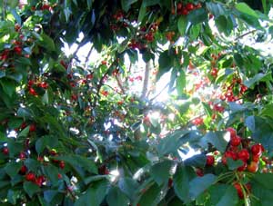 Cherries at the house