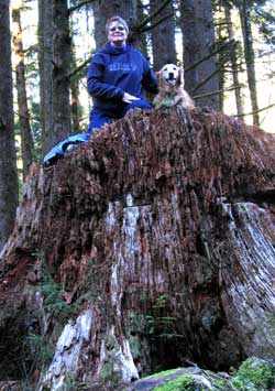 Atop a giant Sitca Spruce stump