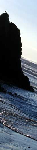 Lonely Sea Gull on the Cannon Beach Coastline