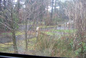 The wet view outside the back window of the trailer