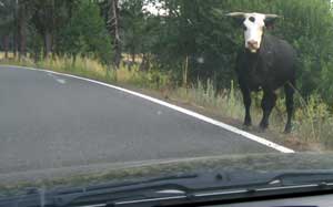 Cow in the road time again
