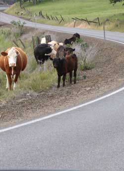 Cattle on the road