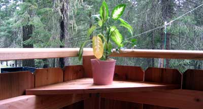 A plant shelf on the inside rear corner