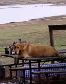 dog on picnic table