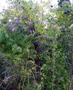 The Blue Elderberry Tree