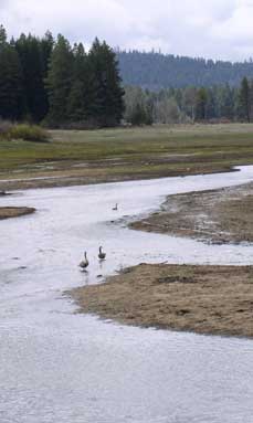 Geese bathing