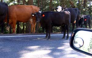 Happy Cows