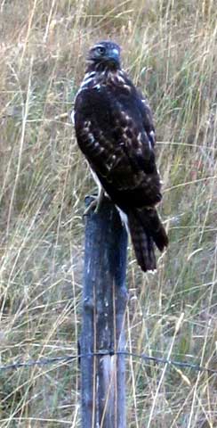 Immature Bald Eagle?