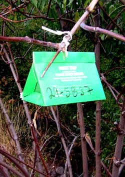 gypsy moth trap