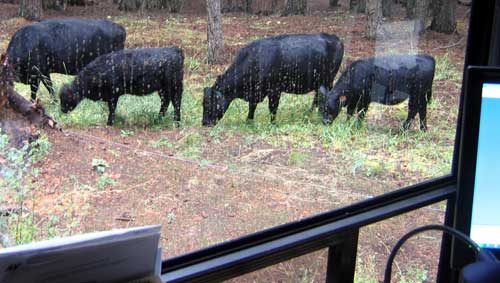 Open Range Cattle