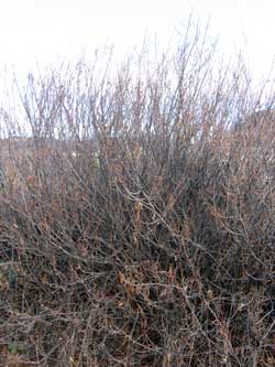 Poison Oak without leaves