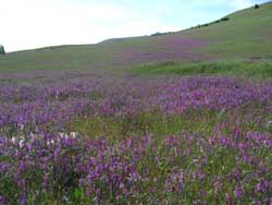 the mountains are covered with purple this time of year