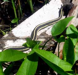 The mouse looks too big for this snake