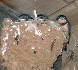 Sparrows nearly ready to leave the nest