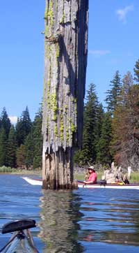 Don't float too long under this tree!