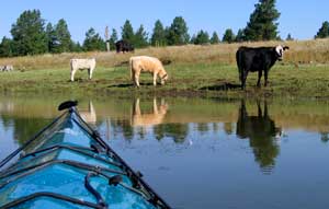 Sharing the lake with the livestock