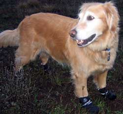 Morgan gets boots