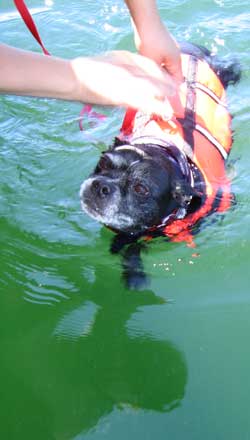 Ready? Hit it! The waterski dog.