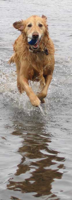 I love to swim and chase balls at the same time