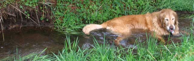 Cooling off after an 8 mile run