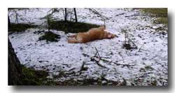 Morgan, the Golden Retriever, loves to roll in the snow.