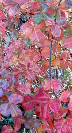 Beautiful fall colors