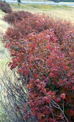 poison oak as far as you can see