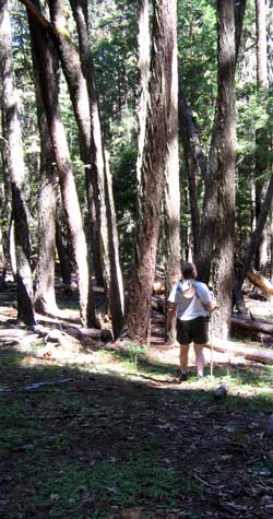 Mostly a wooded trail