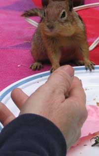 A picnic visitor