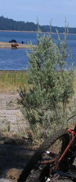 Free range cattle are taking advantage of lake access