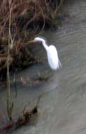 Common Egret