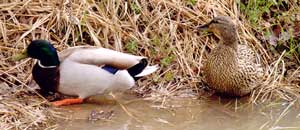 Ducks on the Bear