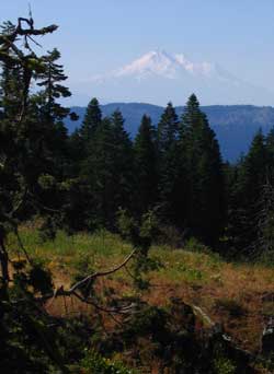 Mt. Shasta