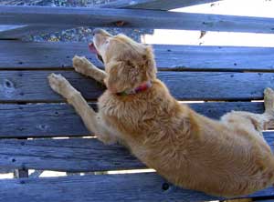 Morgan unconcerned about the safety of the old rotten boards