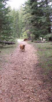 Howard Prairie trail