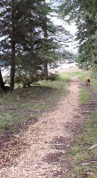 Trail through the forest