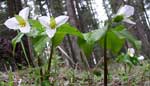 White Trillium